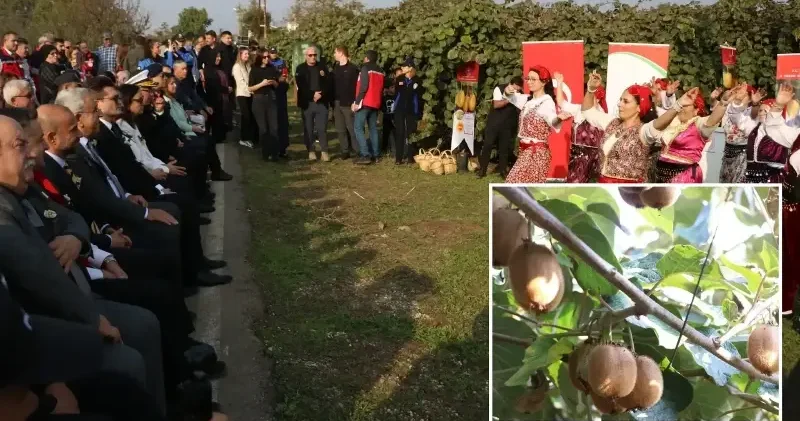 Yalova’nın coğrafi işaretli meyvesi kivide hasat sevinci Yalova Haberleri