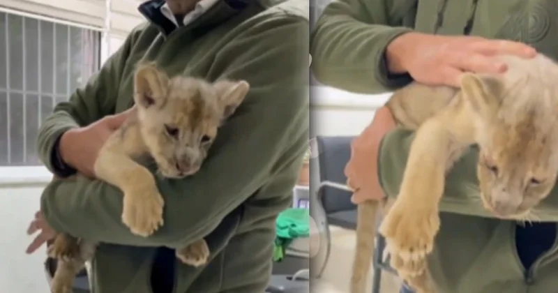 Afrika aslanı yavrusuna el konuldu Sözcü Gazetesi