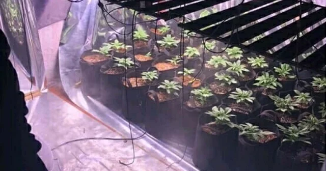 Evine sera kurup, Hint keneviri yetiştirmiş İzmir Haberleri