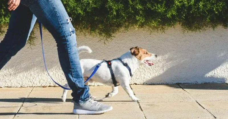 Köpeğinizi ne kadar süre dışarıda gezdirmelisiniz? Veterinerlerden net açıklama Sözcü Gazetesi