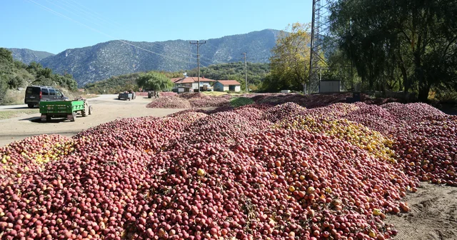 Eğirdir köylerinde elma tepeleri Isparta Haberleri