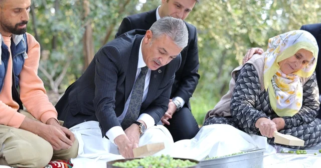 Mardin Valisi Tuncay Akkoyun Derik ilçesinde zeytin hasadına katıldı Mardin Haberleri