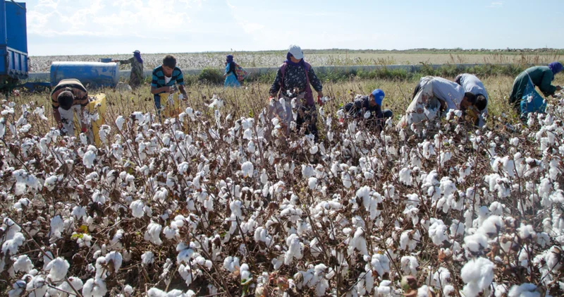 TARİŞ : Pamuk üreticisi için acil destekleme modeli şart İş Yaşam Haberleri