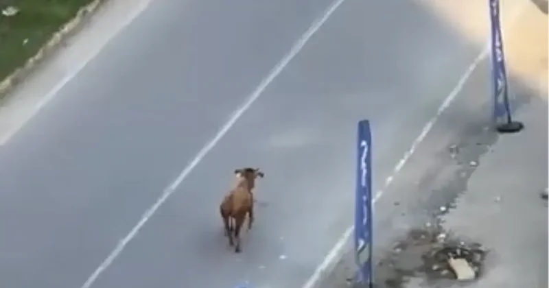 Sahibinin elinden kaçtı, trafiği birbirine kattı