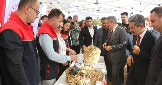 Şırnak ta 25 bin ton yer fıstığı rekoltesi bekleniyor Şırnak Haberleri