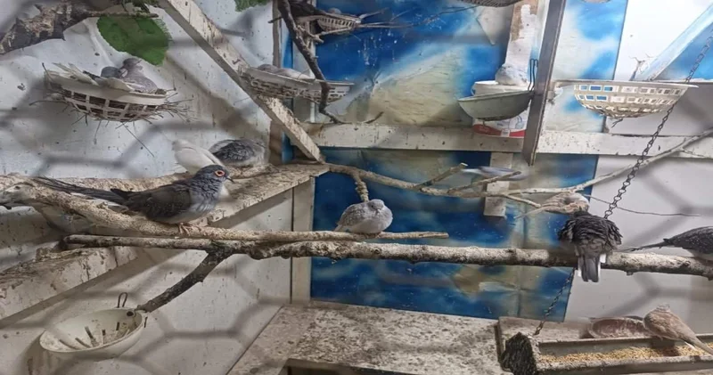 Tekirdağ da papağan operasyonu