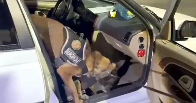 Koltuğun içine gizlenmiş 8,5 kilo metamfetamini Magnum buldu Erzurum Haberleri