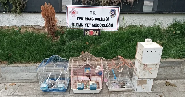 Tekirdağ da yasa dışı yollarla getirilip üretimi yapılan 7 papağan ve 45 kumru ele geçirildi Tekirdağ Haberleri