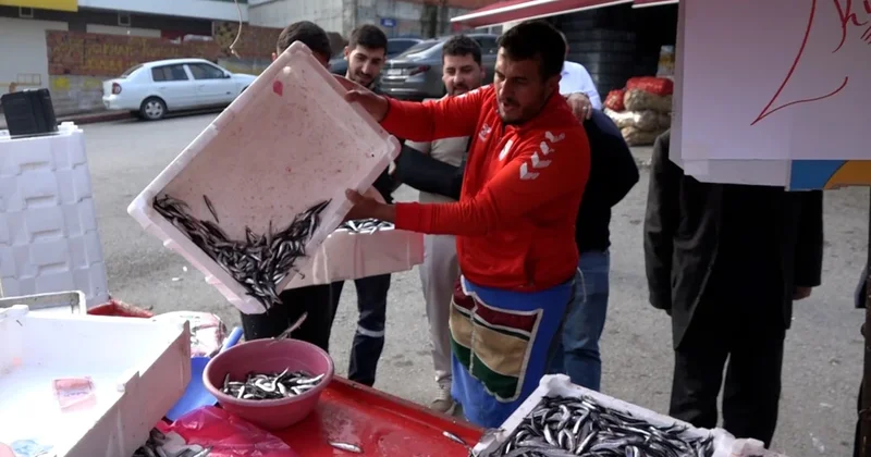 Kasalar dolusu hamsiyi kilosu 25 TL den sattı, nedeni duyanları gülümsetti Sözcü Gazetesi
