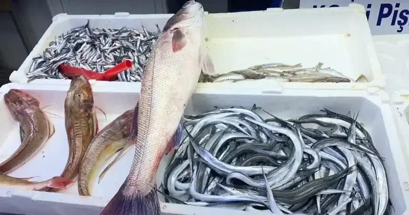 Oltayla yakalanan deniz levreği 9 bin liraya satıldı Gündem Haberleri