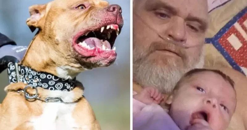 ABD de 7 pitbull cinsi köpek, dede ve 3 aylık torununu parçalayarak öldürdü
