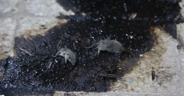 Kilis te hijyen şartlarına aykırı üretim yapan işletmeye 105 bin TL ceza Kilis Haberleri