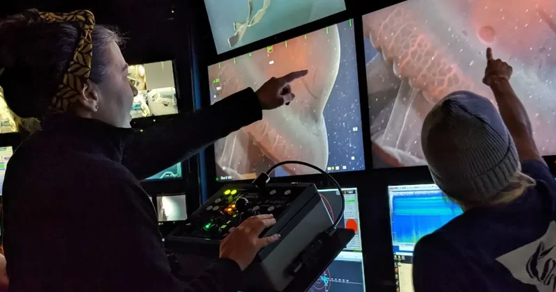 Yedi kollu ahtapot 40 yıl sonra yeniden görüntülendi