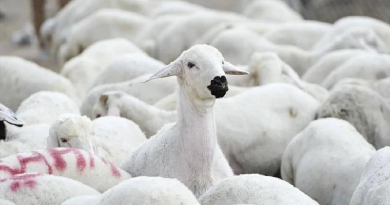 TİGEM, 1200 küçükbaş hayvan satacak