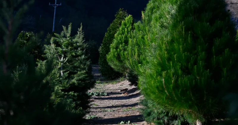 Sayılı günler kaldı: Vatandaş kapış kapış almaya başladı Sözcü Gazetesi