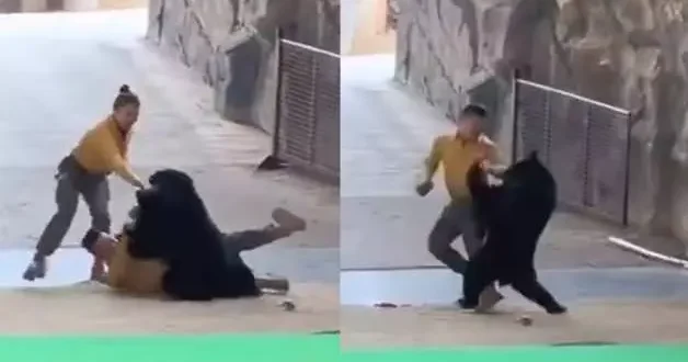 Çin de dolu anlar: Kara ayı bakıcısına saldırdı