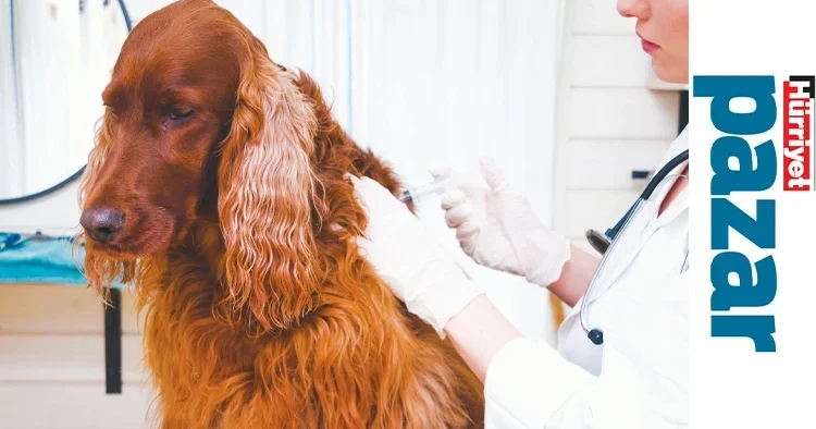 Aşı olmazlarsa tedavisi zor hastalıklar yaşayabilirler