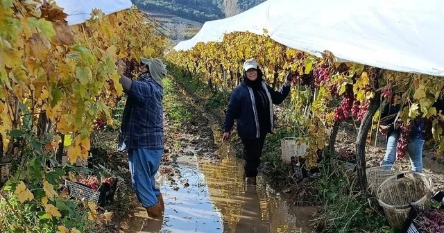 İşçiler yağmur ve çamuru aldırış etmeden üretime devam ediyor Manisa Haberleri