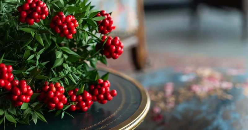 Yılbaşının kırmızı simgesi: Aralık ayının sembolü kokina çiçeklerinin nostaljik yolculuğu!