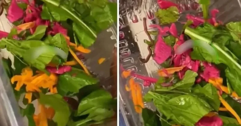 Pidecideki salata hareket edince hemen kameraya sarıldı: Gıda terörü uçuşa geçti Sözcü Gazetesi