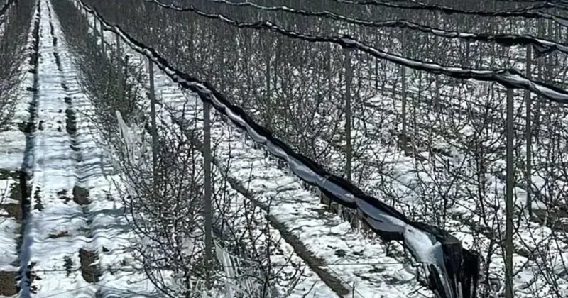 C vitamini deposu meyvelere koruma