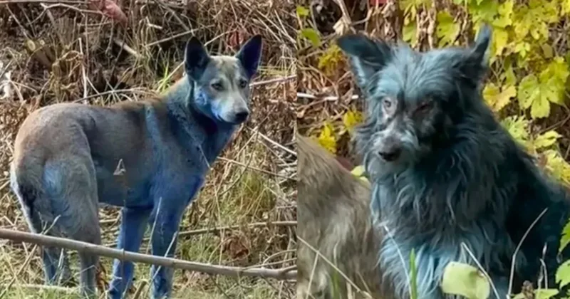 Köpeklerin rengi maviye dönmüştü! Herkes Çernobil den sanıyordu: Gerçek bambaşka çıktı! Sözcü Gazetesi