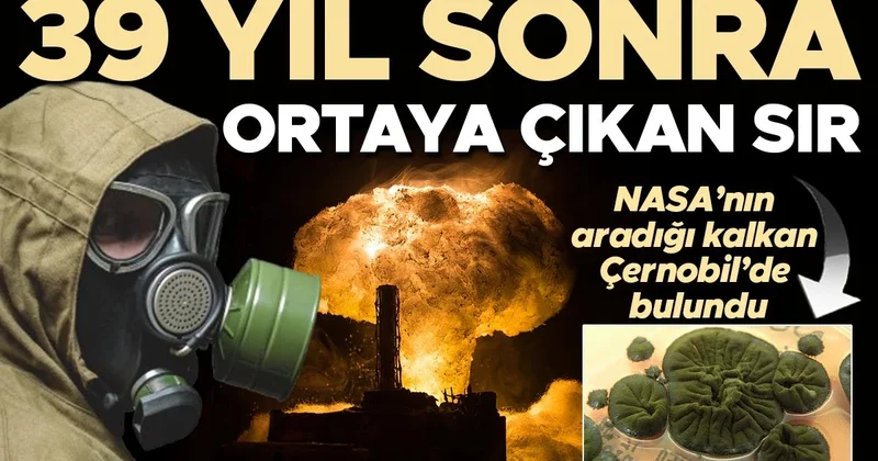 NASA’nın aradığı kalkan Çernobil’de bulundu: 39 yıl sonra ortaya çıkan sır! ‘Hızlı evrim’ olarak adlandırılıyor…
