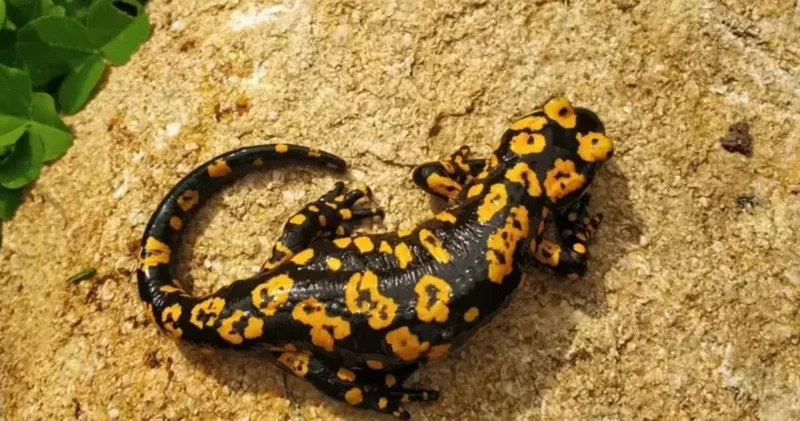 Nesli tükenmekte olan tür Erzincan da çıktı