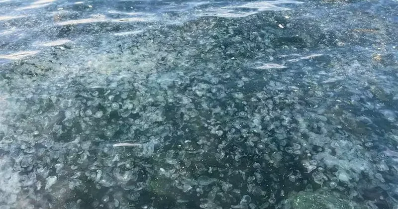 Üsküdar’da hayrete düşüren görüntü: Binlercesi kıyıya vurdu