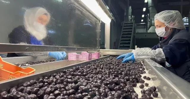 Mehmetçiğin kumanya zeytini, özel olarak seçilip laboratuvarda inceleniyor Bursa Haberleri