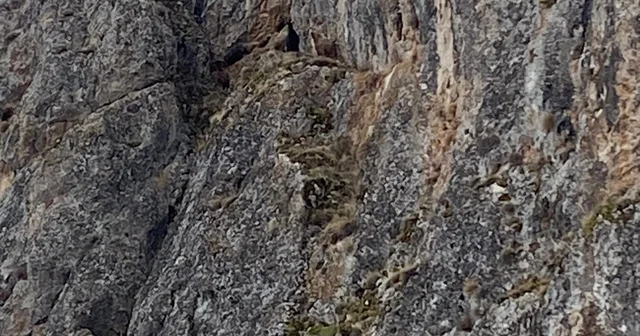 Erzincan da mahsur kalan keçiler için JAK ve AFAD seferber oldu Erzincan Haberleri