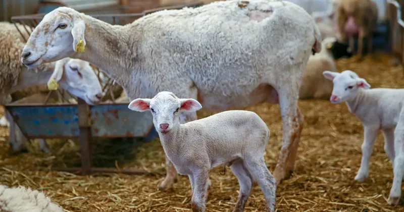 Üreticiye müjdeli haber: Çiftçinin yüzünü güldürecek destek programı açıklandı