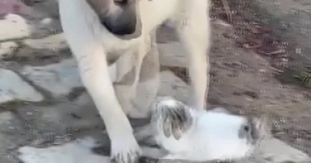 Gercüş te yavru kedi ile yavru köpeğin sevimli kavgası kamerada Batman Haberleri