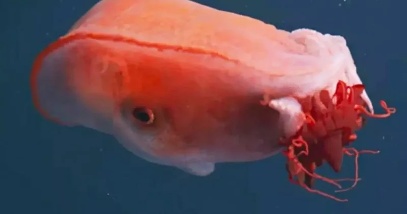 Efsanevi canlı 40 yıl sonra tekrardan görüldü