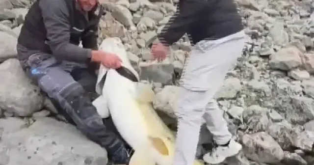 Amatör balıkçıların yakaladığı dev turna balığı kamerada VİDEO İZLE
