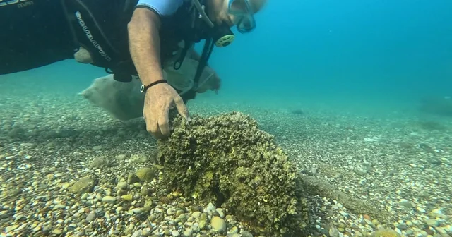 İstilacı istiridye ve midyeler, yerli deniz kestanelerinin yerini aldı Antalya Haberleri