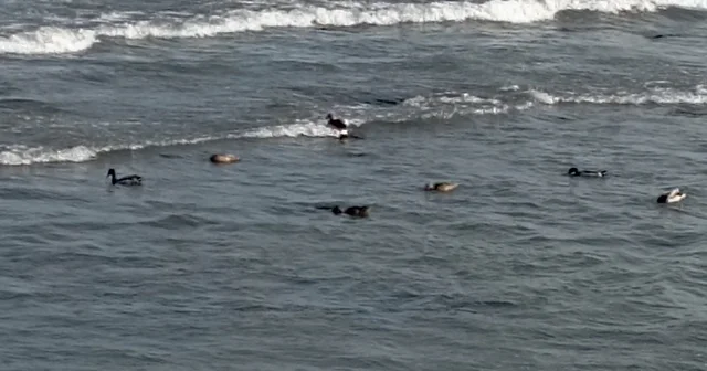 Ordu da yaban ördekleri şöleni: 11 kuşluk sürü görüntülendi Ordu Haberleri