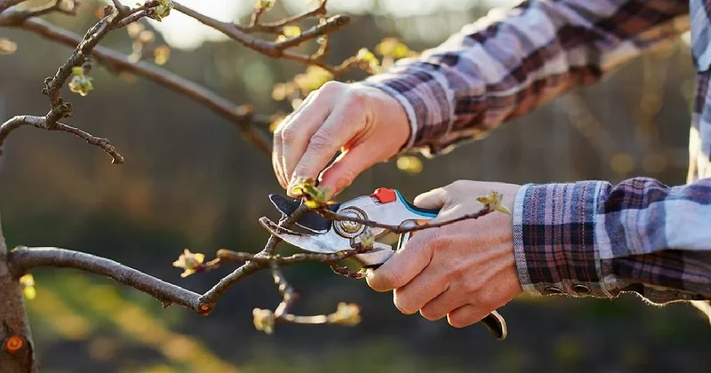 Aralık ayında budanması gereken ağaçlar: Bahçıvanların her yıl uyguladığı yöntemle rekor verim alınıyor Sözcü Gazetesi