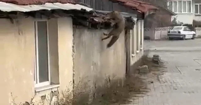 Köpek seslerini duyan tilkinin yaşadığı panik kamerada Bolu Haberleri