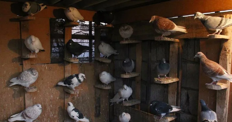 Türkiye de bu da oldu: Güvercinlere bile haciz uygulandı, icradan satılığa çıktı