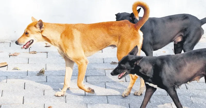 Batı’da sokak köpeklerine sıfır tolerans