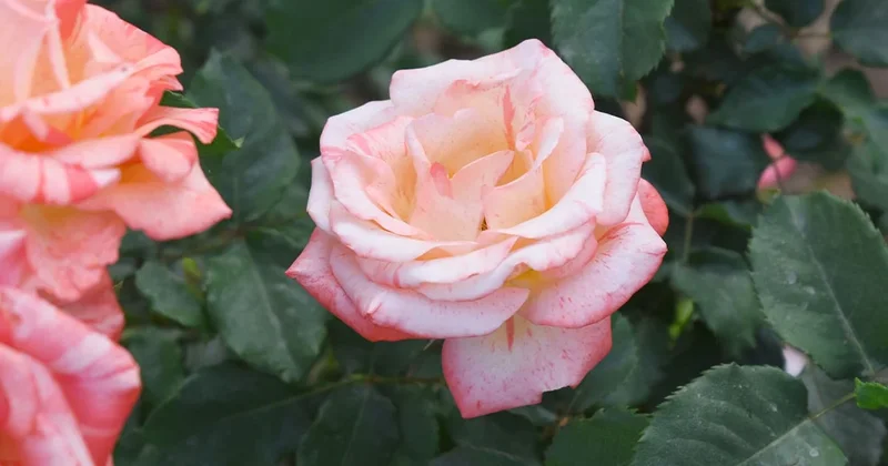 Aralık ayında mutlaka budanması gereken 10 bitki Sözcü Gazetesi