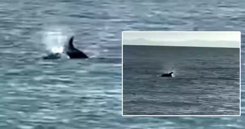 Saros’ta kıyıya yakın yüzen yunus görüntülendi