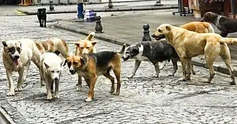 Batı sokaklarında neden başıboş köpek yok?