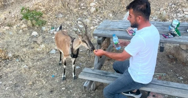 Dağ keçisini elleriyle besledi Yozgat Haberleri