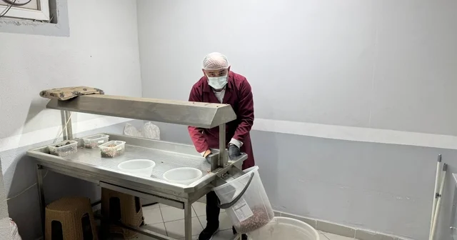 Alaplı da fındık kavurma tesisleri taleplere yetişemiyor Zonguldak Haberleri