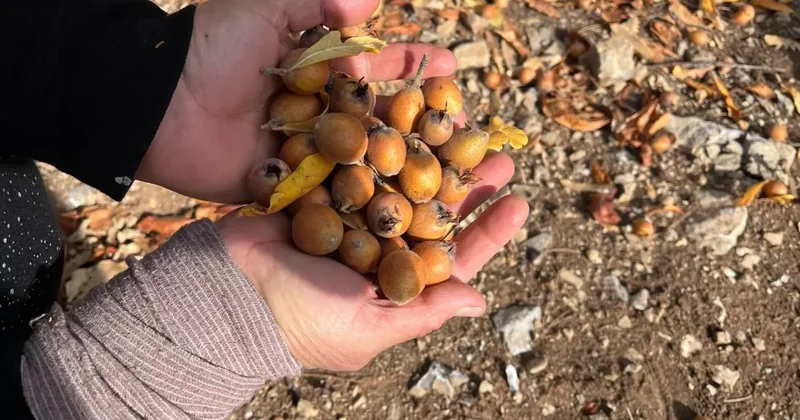 Kimin ektiği belli değil: Dağlardan pazara doğal şifa!