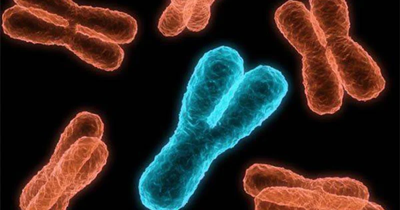 Evrimsel biyolog Graves: Erkek cinsiyetini belirleyen Y kromozomu yok oluyor