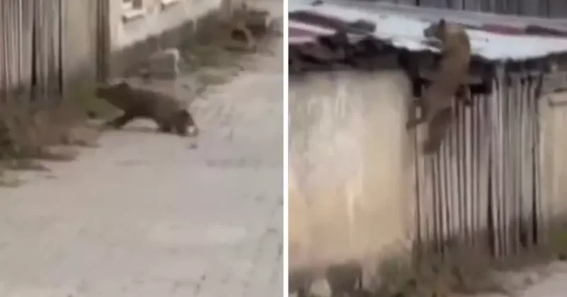 Köpek sesi duyunca ne yapacağını bilemedi! O anlar kameralarda