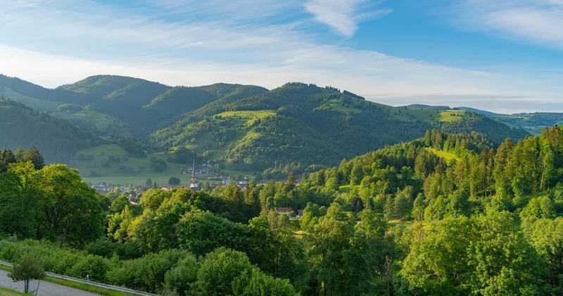 Mobilya devi iki ülkeden şehir büyüklüğünde orman satın aldı Sözcü Gazetesi
